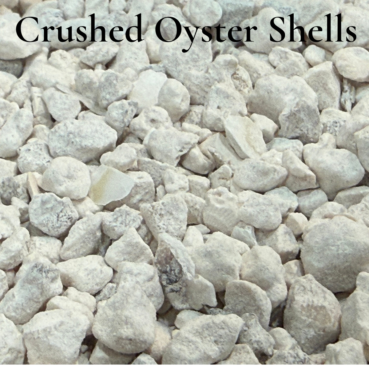 Crushed Oyster Shells