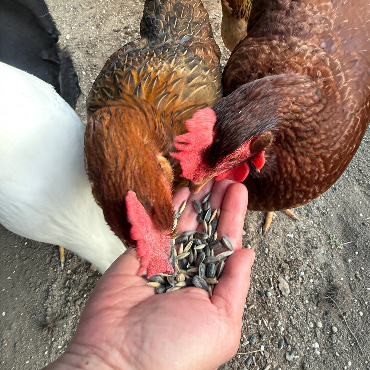 Organic Immunity Blend Support Treat™